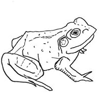 Ifa O'Donovan Bull Frogs Cloon (And Other Songs) Japan Music CD