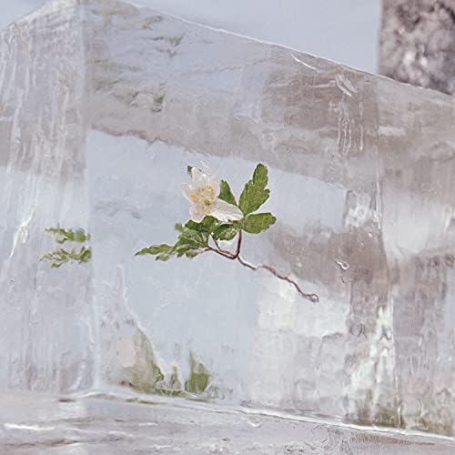 Efterklang Windflowers Japan Music CD