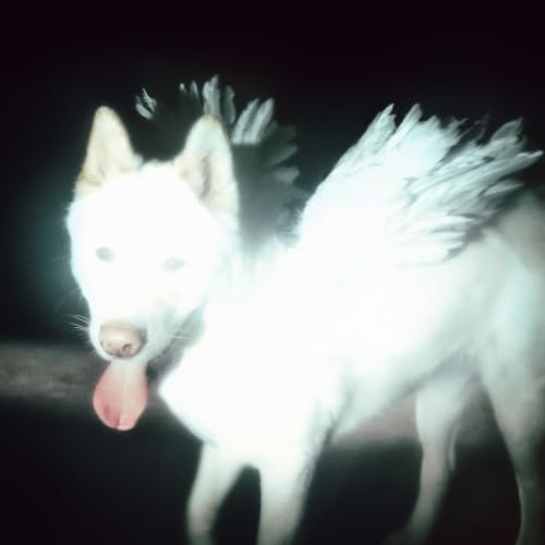 Fat Dog Cancel Me (I'm Tired) [Bonus Track] (BRC827) Japan Music CD